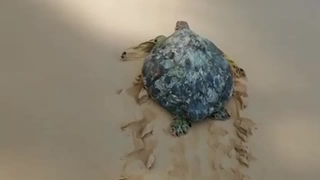 Rescue sea turtle