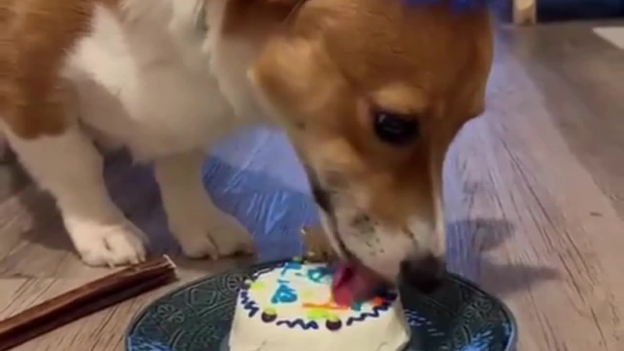 Happy Dog Birthday: A Joyful Celebration with Cake!