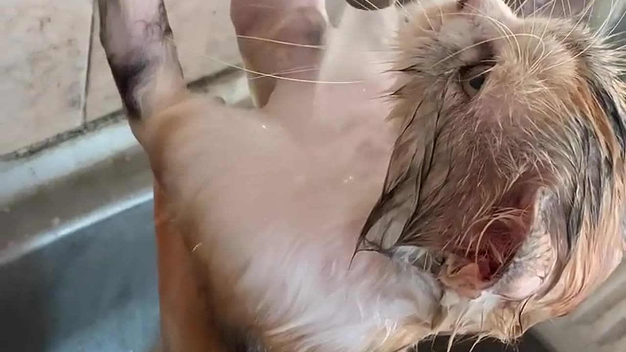 CATS BATHE