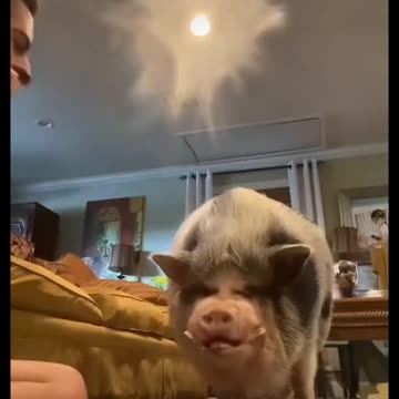 Funny enjoying animal donkey masti time racing animals