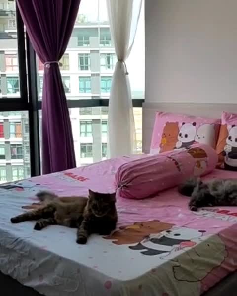 Moody Cat move to a new house