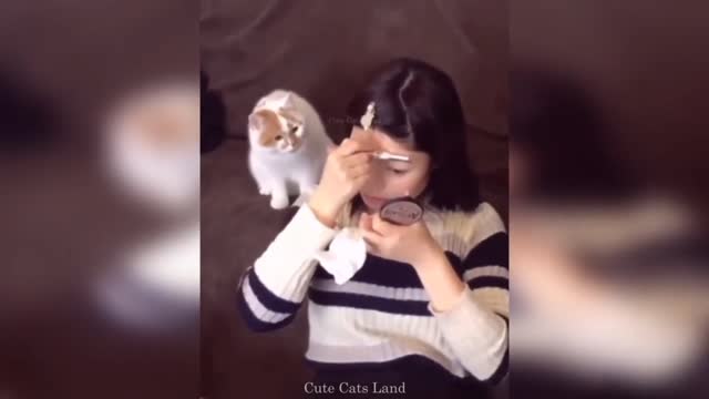 Cats funny videos, you can't stop laughing yourself - 01