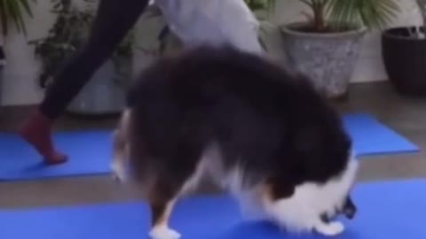 SMART DOG LOVE YOGA (SMART DOG)