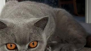 Cat chasing prey, british shorthair