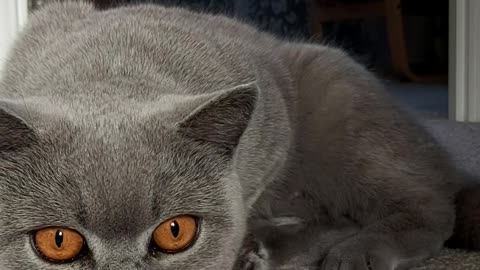 Cat chasing prey, british shorthair