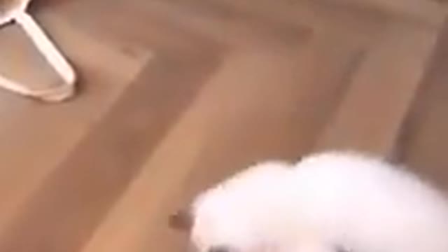 Cat _ I Like To Play With Balls 😂 Funny Cat Video 😁🔥🤔