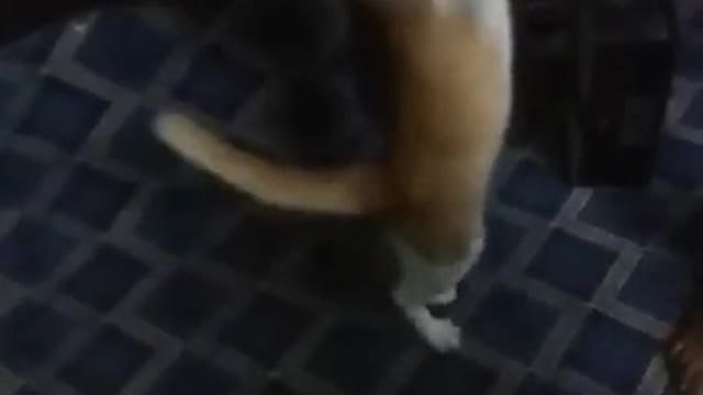 Cat Shows "Mike-Tyson-Will-Be-Jealous" Boxing Skills!