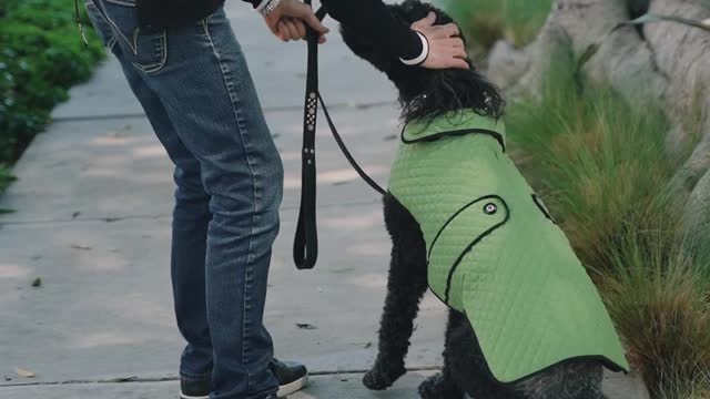 Dog videos cute dog videos