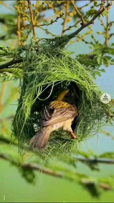 Islamic Shorts/Videos