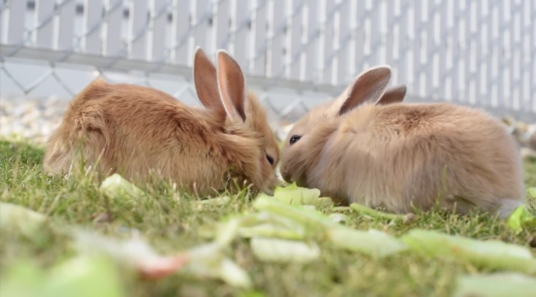 Two Brown Rabbits eating in the backyard