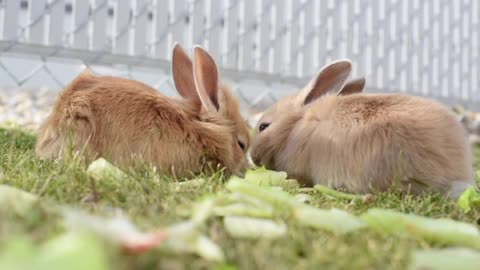 Two Brown Rabbits eating in the backyard