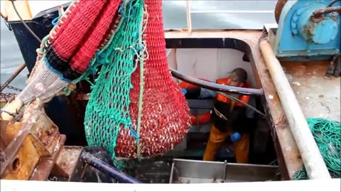 How Tons of Scampi Fishing - Norway Lobster Processing Line - Scampi Processing in Factory