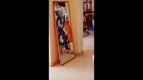 funny cats and dog compilation |cats and dogs funny fails |cats and dogs funniest videos #57