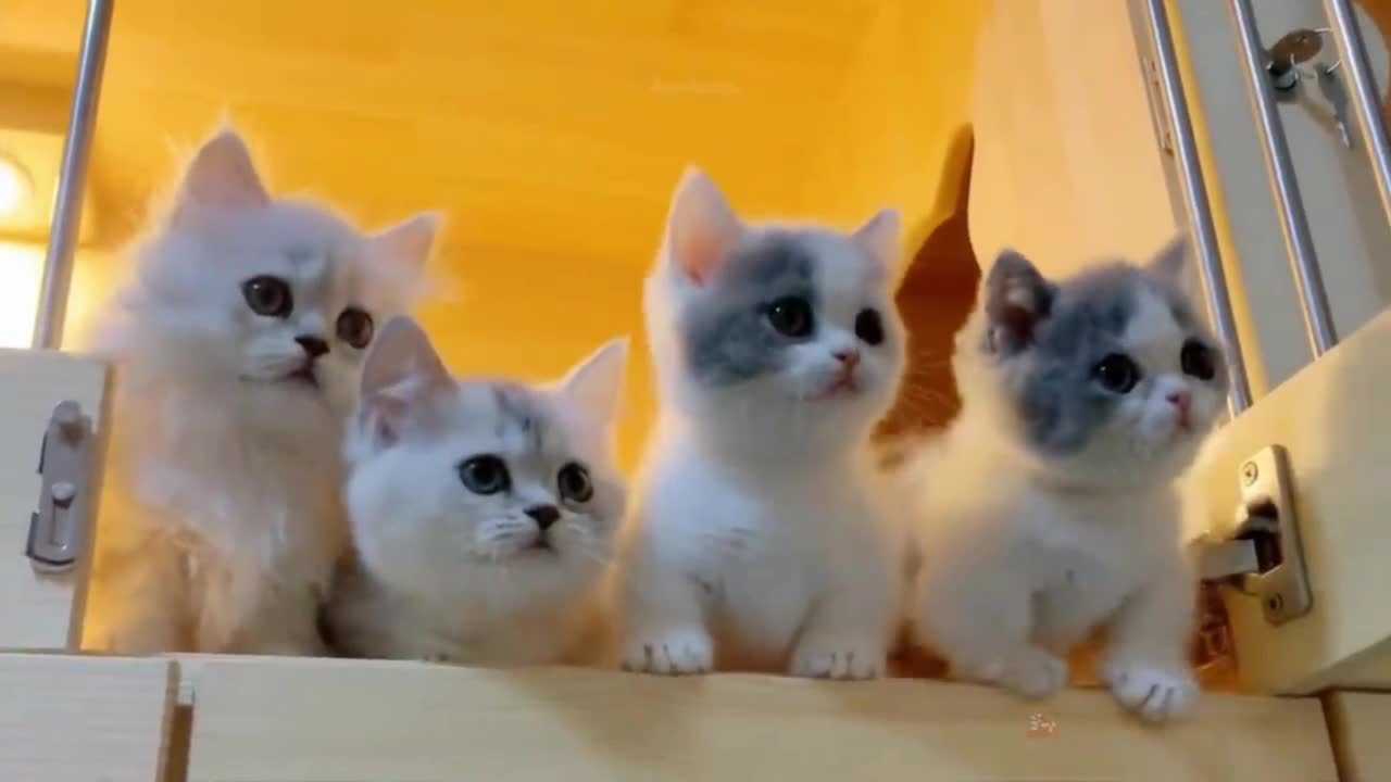Cat Dancing๐๐๐