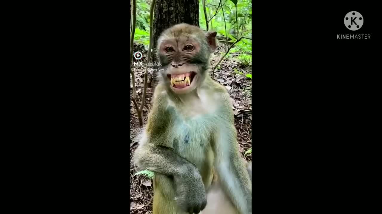 Laughing monkey