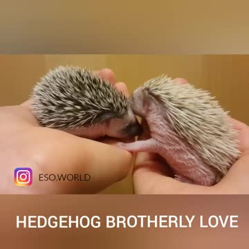 Hermanitos erizos juegan adorablemente juntos