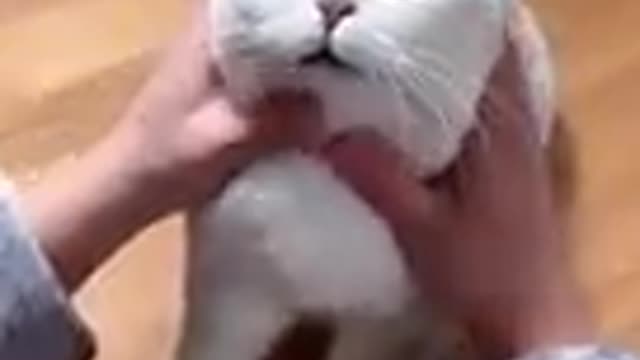 Funny cats video