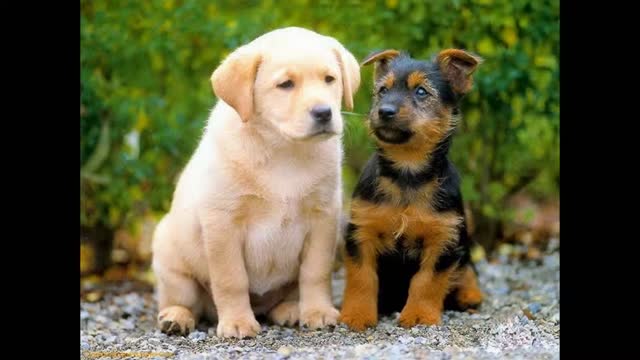 top Perros más lindos