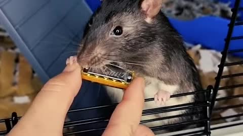 Musician