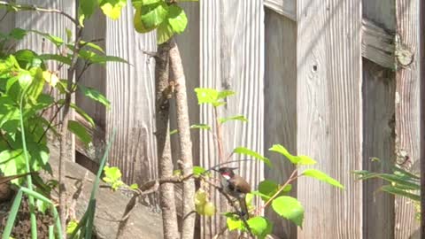 Red Whiskered Bulbuls getting the Grapes