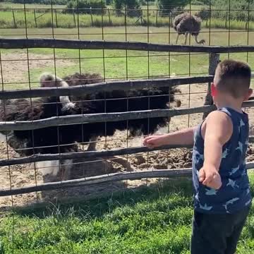 Birds dance like the master dances