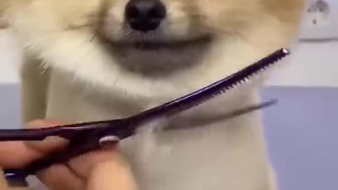 Cute dog gets a fresh new haircut