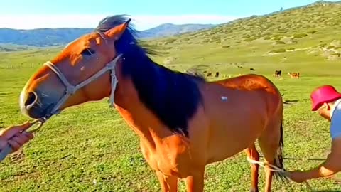 Grassland life in Xinjiang