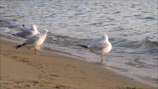 Seagull on beach