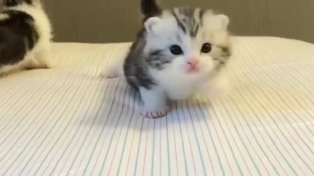 Most cute kitty