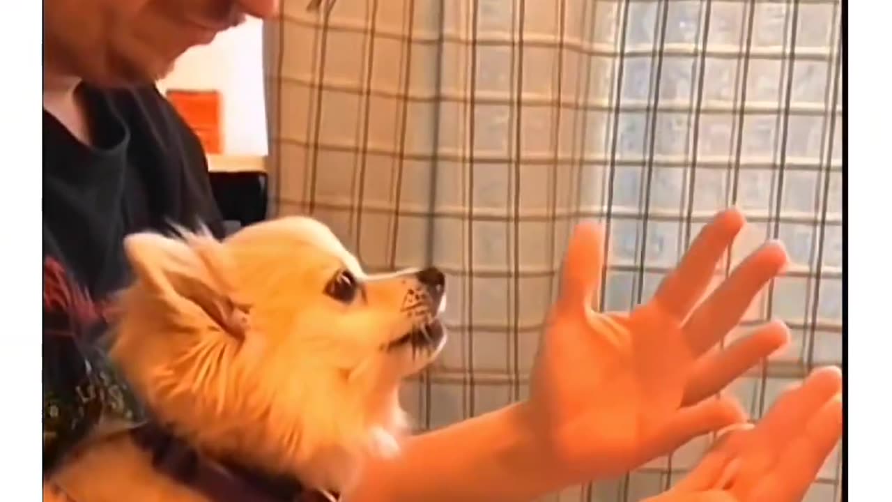 Confused Dog funny video