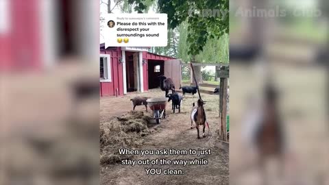 Funniest Cats And Dogs Videos