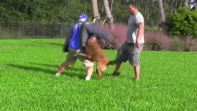 Making a dog aggressive training