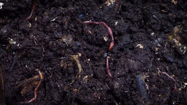 Earthworms on the black soil