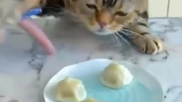 🐈 Cat eating food.