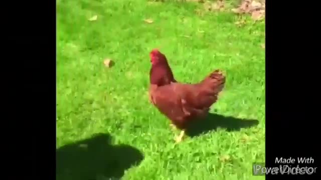 Funny chickens And rooster chasing kids and adults😂