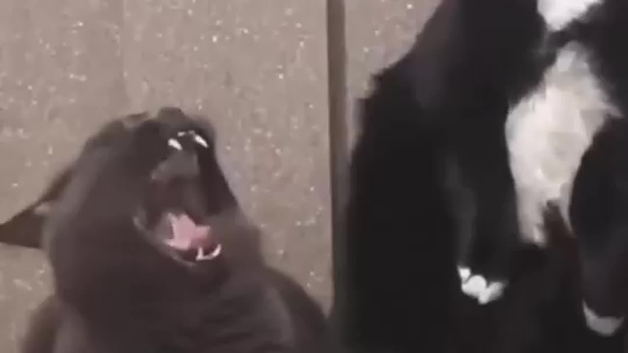 Funny Animal Video