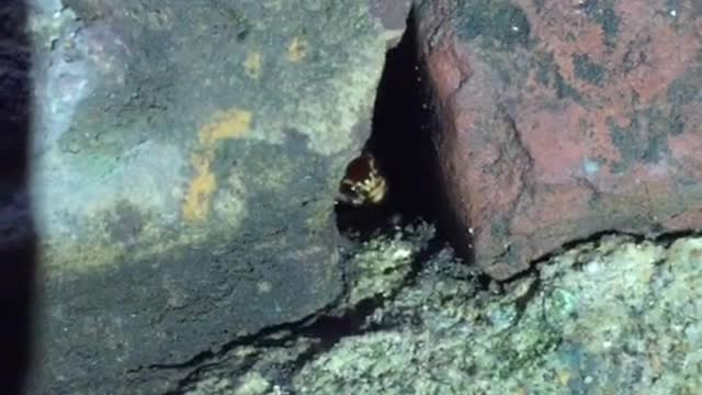 Camera sneaks a cricket hiding in a cave
