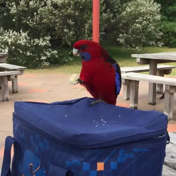 Lovely bird like bread