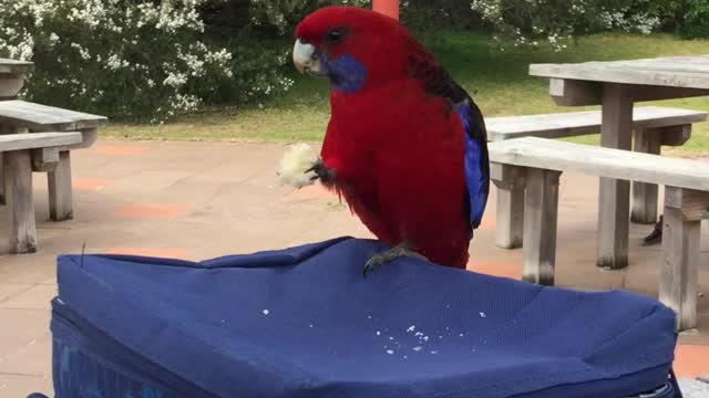 Lovely bird like bread