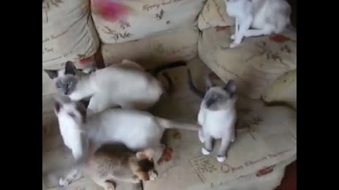 THE BEST CUTE AND FUNNY CAT VIDEOS!!!! #animal#cats#funny video२०२१