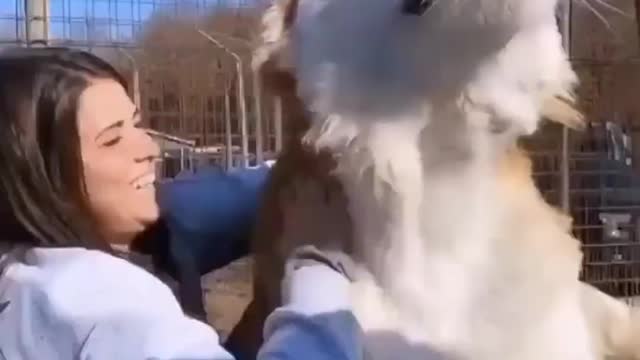 Animal images in cartoons vs real animals 002