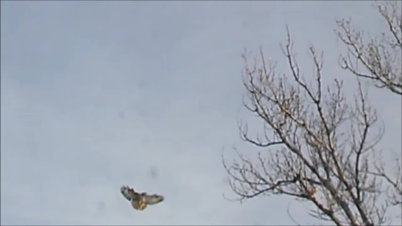 Northern Harrier Strafes Red-Tailed Hawks - Looking for revenge?