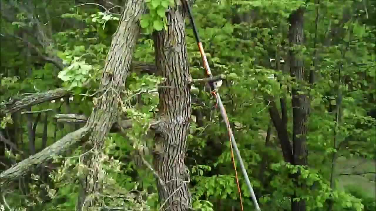 Felling Trees with Bow and Arrow