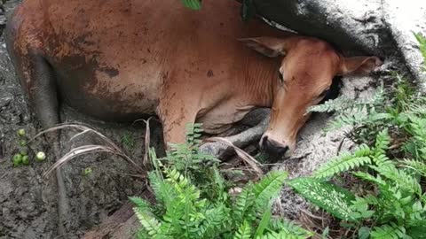 Rescuing an Exhausted Cow with Lodged Head