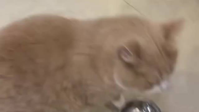 Cat Dog funny video