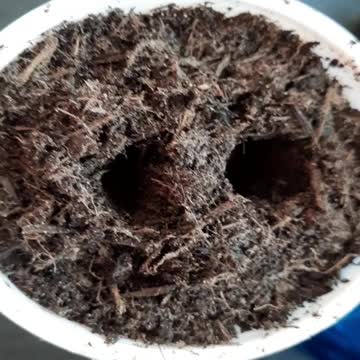 Recycled semi-kratky peppers