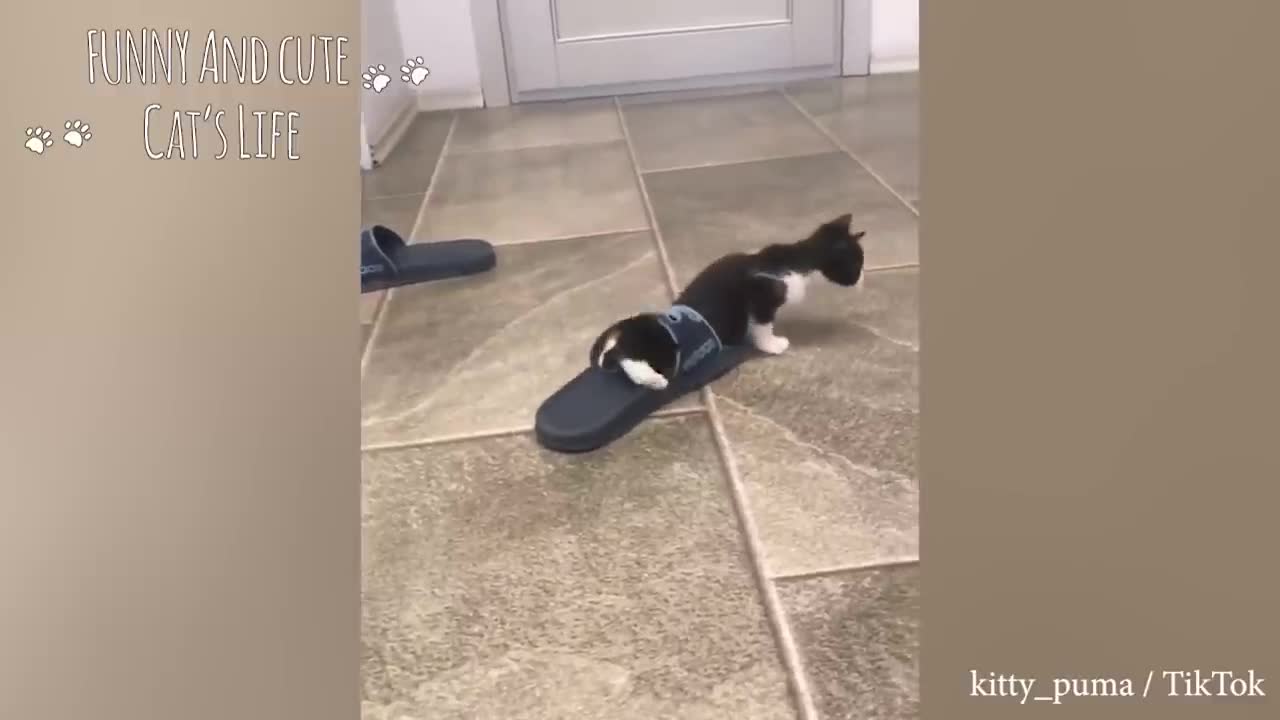 Cutest baby cats ever
