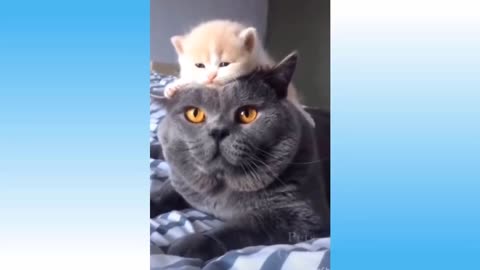 Funniest Pets 😹 Don't try to hold back Laughter 🤣🤣