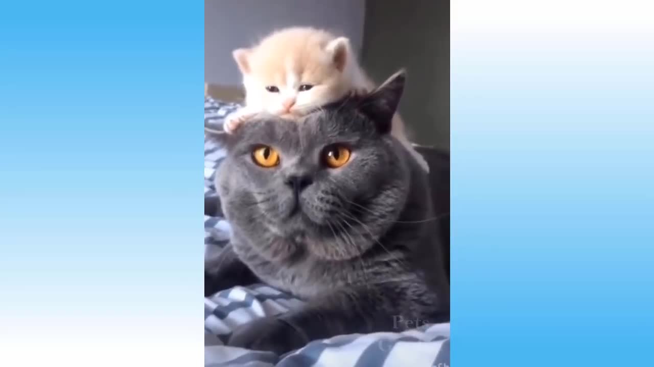 Funniest Pets 😹 Don't try to hold back Laughter 🤣🤣