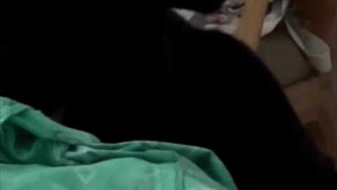 Adopting a Cat from a Shelter Vlog - Precious Piper is Giving Herself Her Morning Bath #shorts